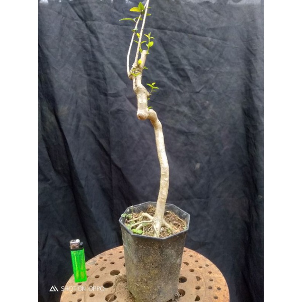 Bahan bonsai anting putri small berkarakter