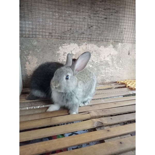 Kelinci Anakan Anggora