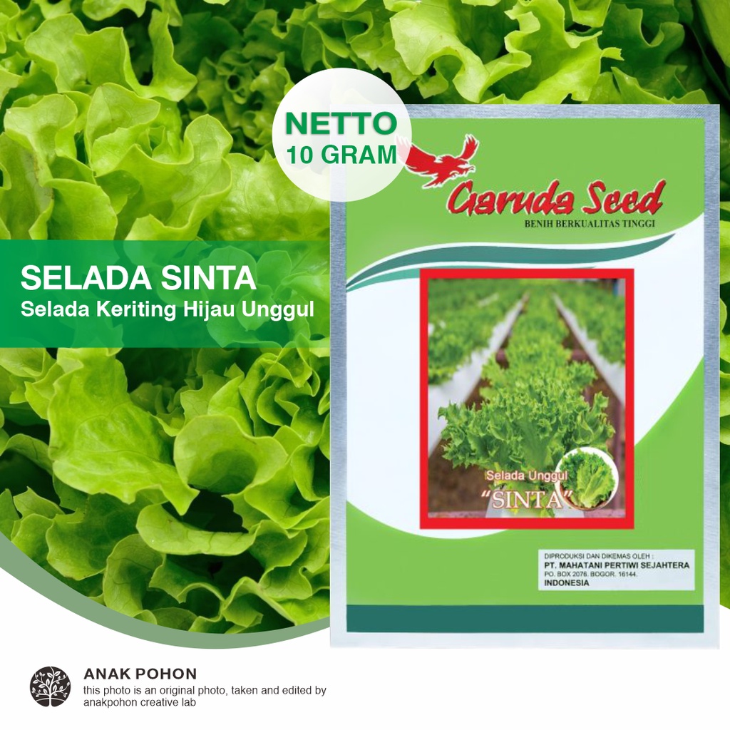 (1 PACK) Benih Selada Keriting Hijau SINTA Unggul Seeds - Garuda Seed - 10 GRAM