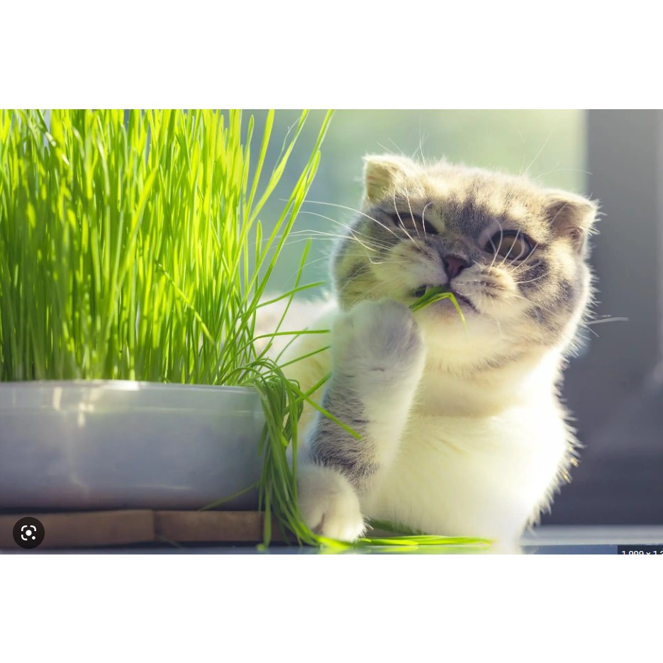 Benih-Bibit Cat Grass Organik Rumput Kucing