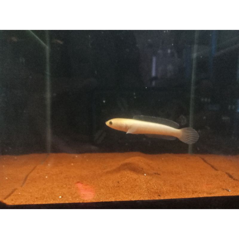 chana limbata golden xantik