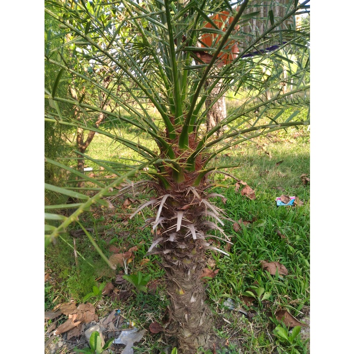 POHON HIAS PALEM KENARI DURI KUNING MURAH BIG SALE