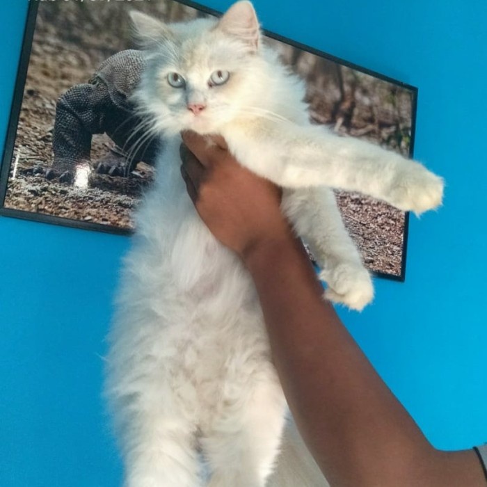 Terlaris Kucing Himalaya Redpoint