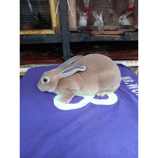 Kelinci Rex bulu karpet jantan remaja (1).