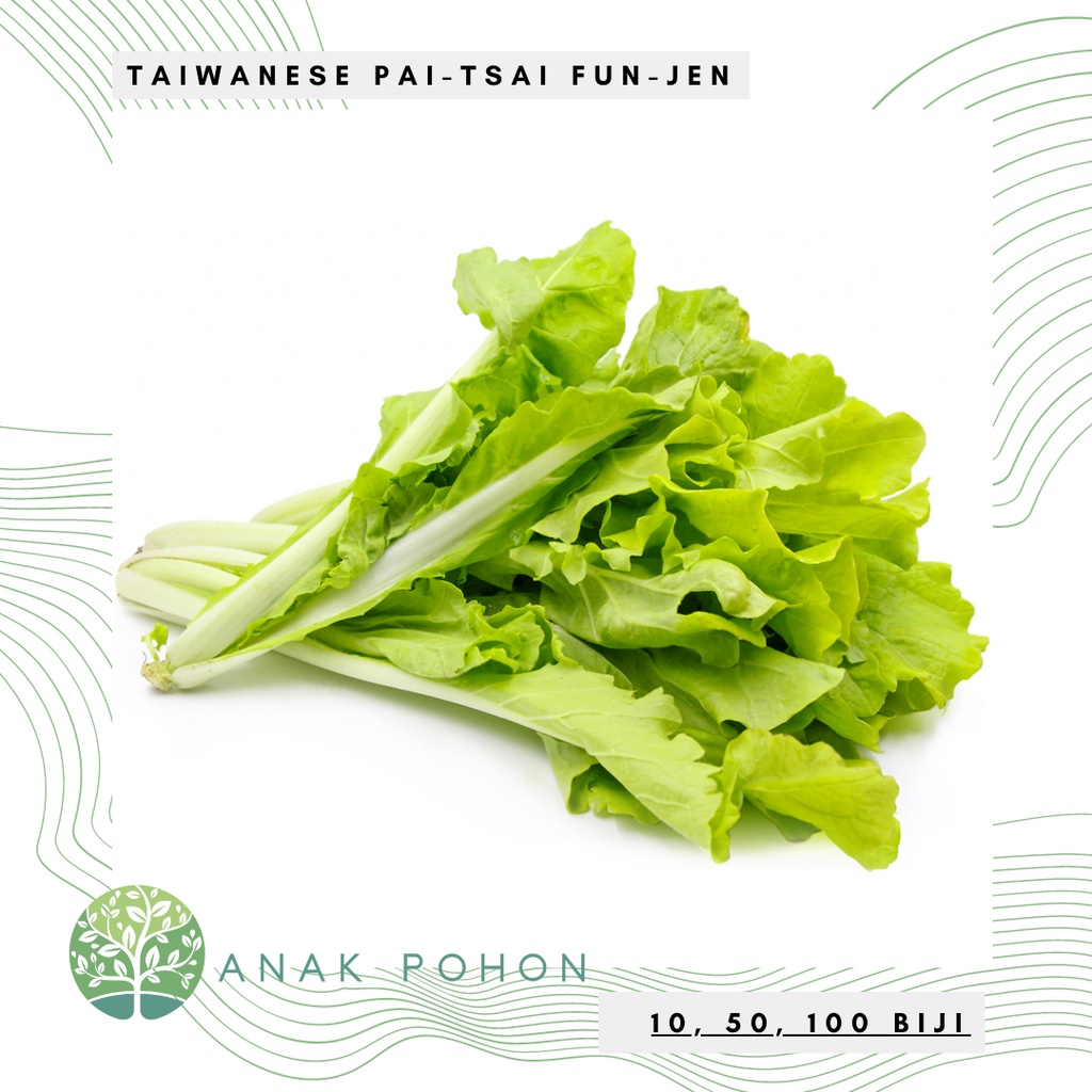 Benih Bibit Biji - Taiwanese Bok Choy Pai-Tsai FUN JEN Sawi Samhong Keriting F1 Hibrida Seeds - Panen Dalam 35 Hari