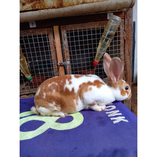 Kelinci Rex bulu karpet jantan remaja (2).