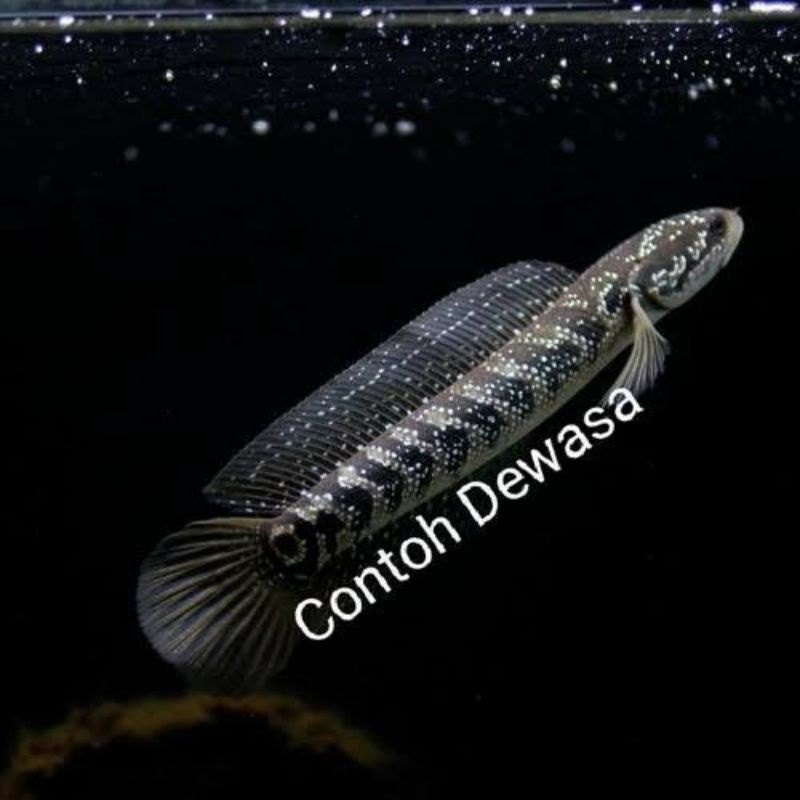 

ikan chana asiatika 10 11 12 cm