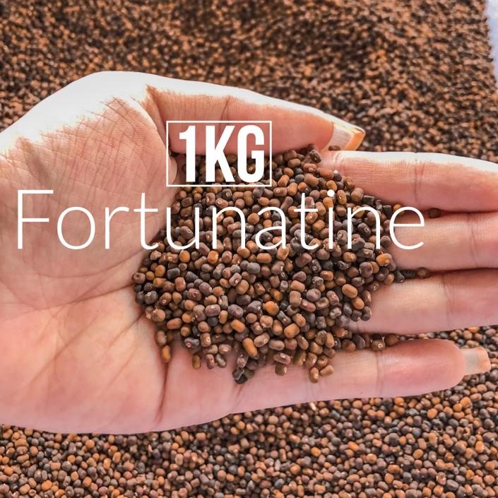 Benih PJ Pueraria Javanica Bibit Tanaman / Biji Kacang Kacangan Kebun Kelapa Sawit