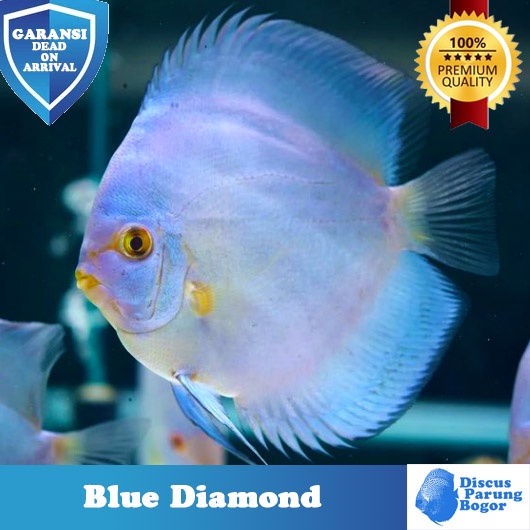 Ikan Discus Blue Diamond