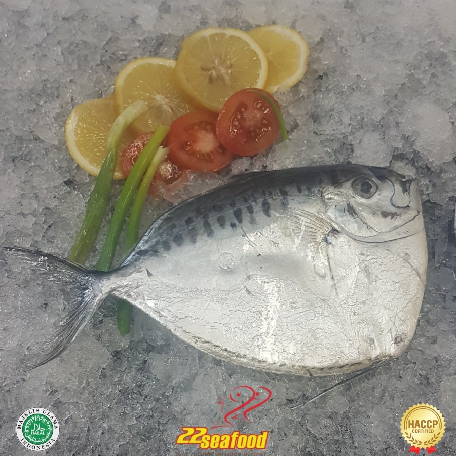 

Ikan Semar 1kg Moon fish Frozen - 22 Seafood