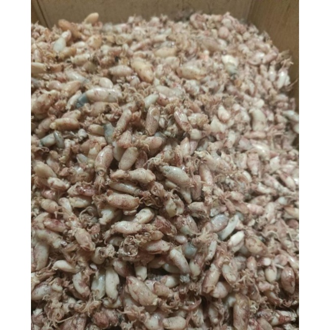 

baby cumi kering asin kemasan 1 kg