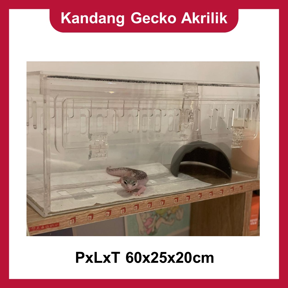 Kandang Gecko Akrilik PxLxT 60x25x20cm