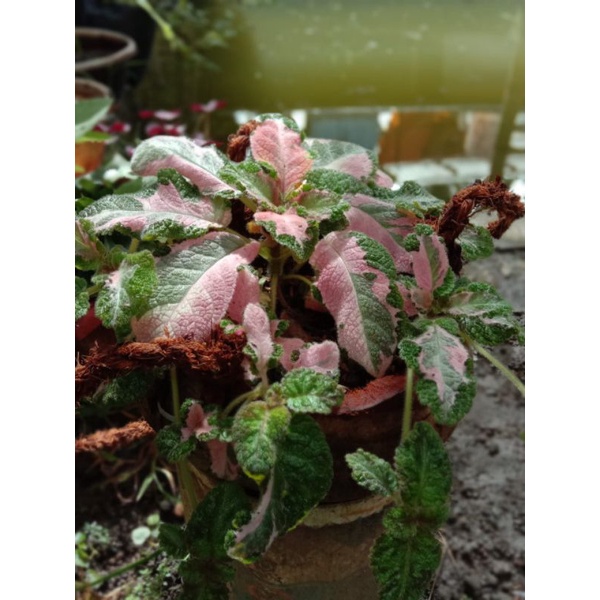 episcia Picasso