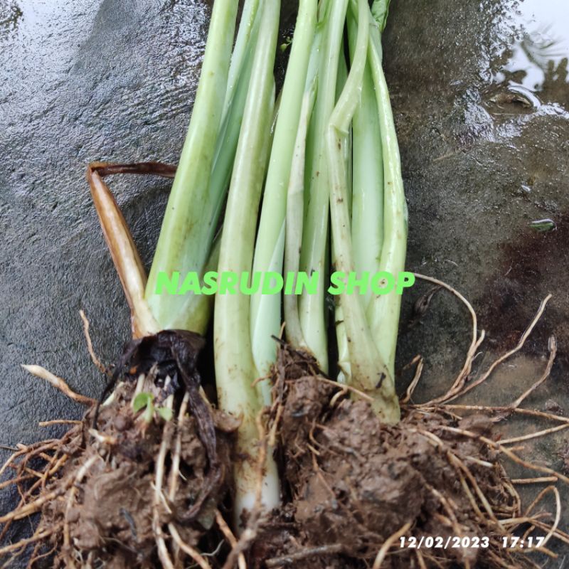 BIBIT BONGGOL TALAS PADANG / Colocasia gigantea / KELADI PADANG / TALAS KEMUMU