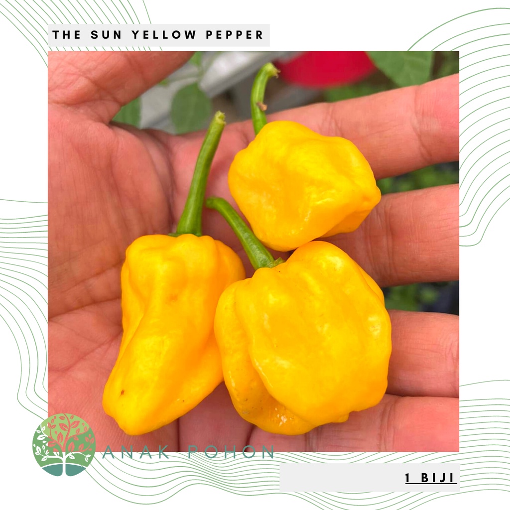 Benih Bibit Biji - Cabai The Sun Yellow Chili Pepper Seeds