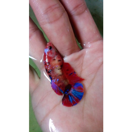 Cupang Hmpk koi female ( Lelang )