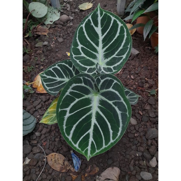 Anthurium dorayaki x mbr