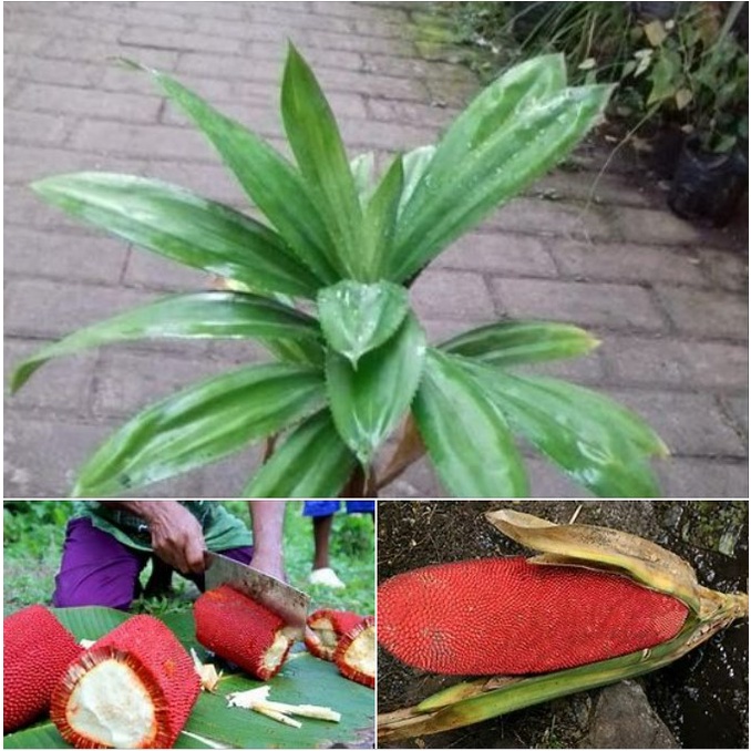 Bibit Buah Merah Papua Asli