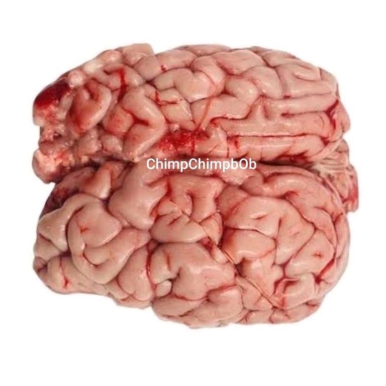 

OTAK SAPI SEGAR UTUH / BEEF BRAIN FRESH WHOLE