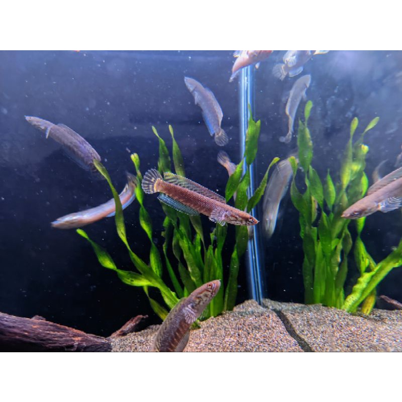 Rainbow | Bleheri 8-10 Cm | Full Pelet