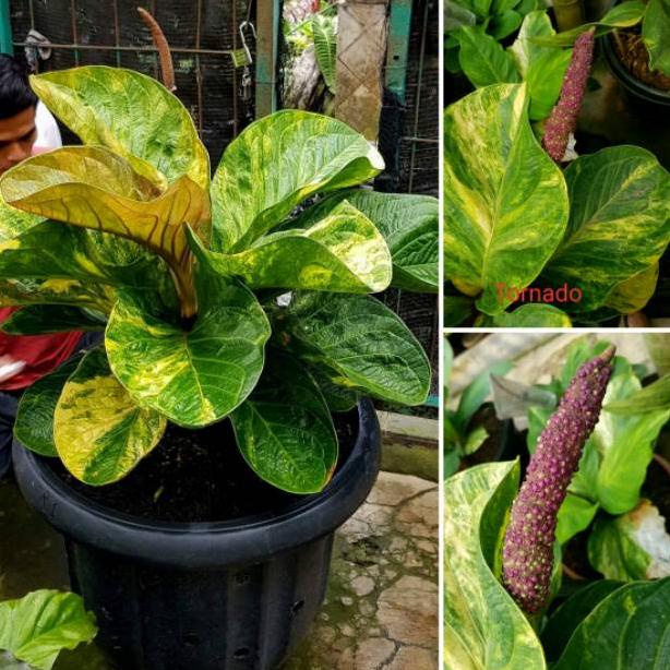 STOK TERBARU Biji Jemani Mangkok Tornado Varigata