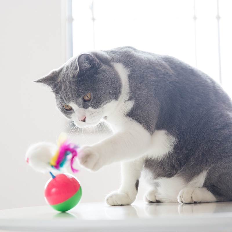 Mainan Kucing Tikus Goyang/Mainan hewan peliharaan PET TOYS DOG CAT