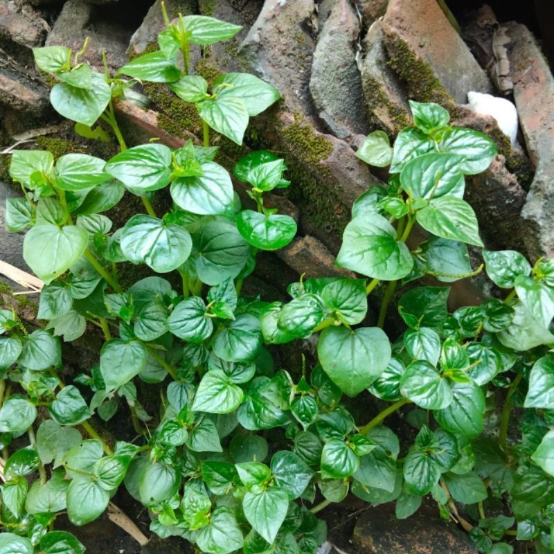 

Sirih China Daun Suruh Cina Ketumpang Air Herbal
