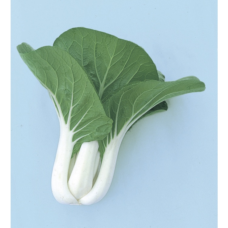 Benih Bibit Biji - Pak Choi Putih Pak Choy White Pakcoy Jepang Takii Seed Kualitas Super Seeds - Panen Dalam 40 HST