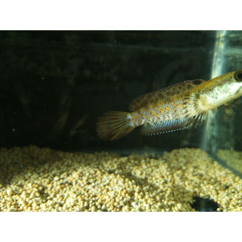 Blue pulcra single tank flaring,sz 7-8cmman