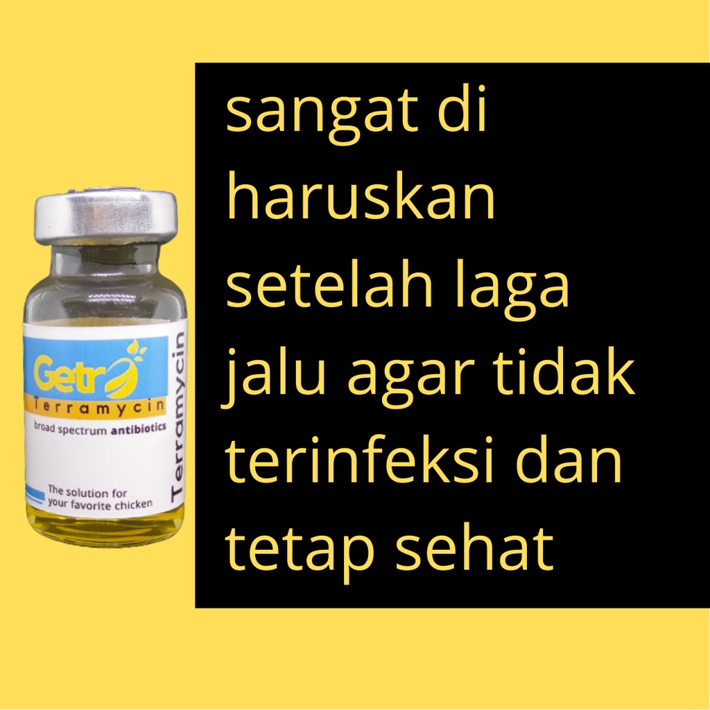 obat ayam segala penyakit karena bakteri habis laga jalu terramycin kusus ayam zeorfarm