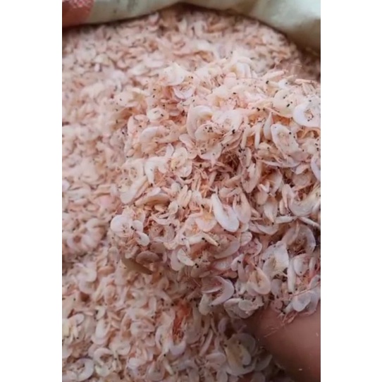 

Udang Rebon Medan