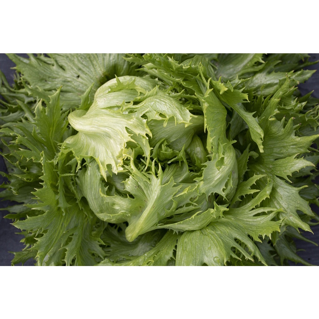 Benih Bibit Biji - Selada Lettuce Frisee De Beauregard Seeds - IMPORT