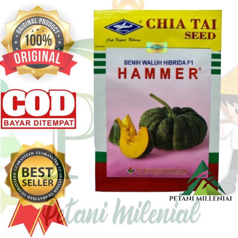 BENIH WALUH HAMMER 10 GR - BIBIT LABU KAPAL TERBANG