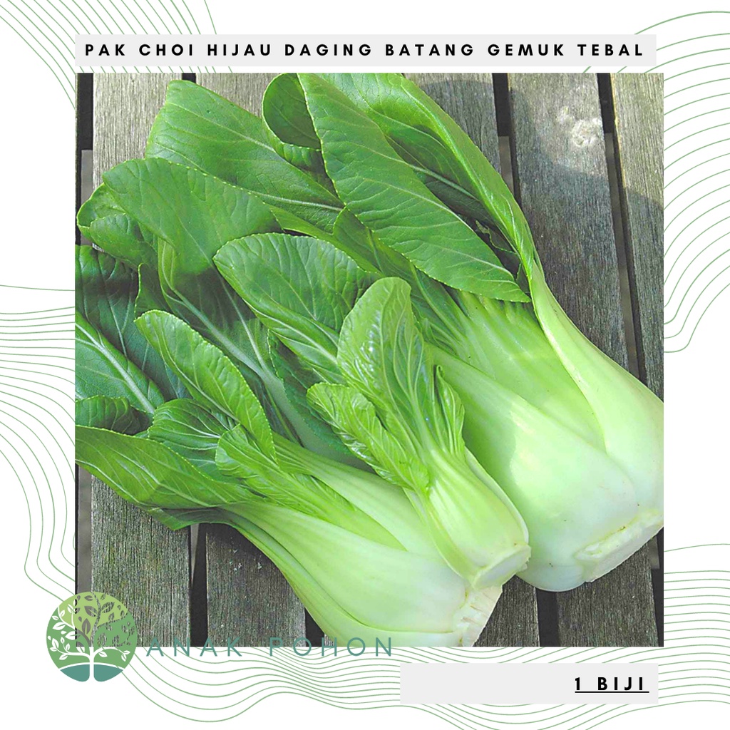 Benih Bibit Biji - Pak Choy Hijau Daging Batang Gemuk Tebal Bok Choy Big Stem Seeds - IMPORT