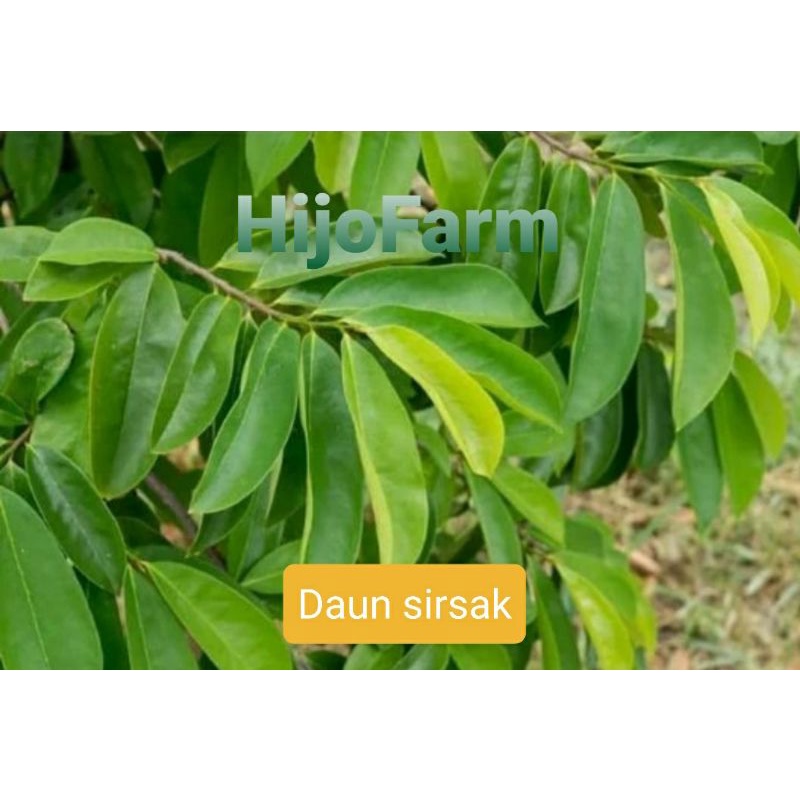 

Daun Sirsak Segar 100 Gr