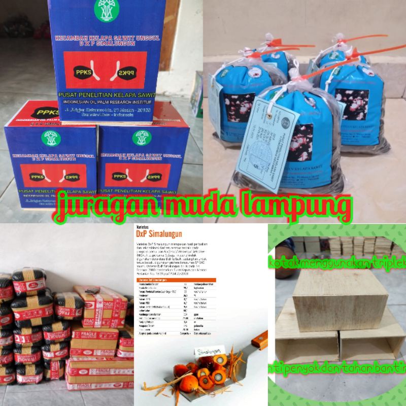 Bibit Benih Kelapa Sawit PPKS DXP SIMALUNGUN ORIGINAL Benih unggul