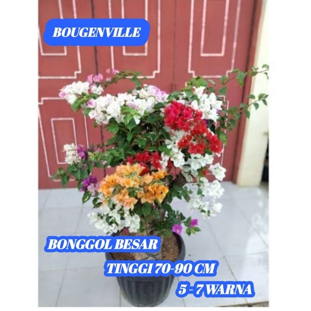BUNGA KERTAS BOUGENVILLE BONGGOL BESAR TINGGI 70-90 CM KOMBINASI 5-7 WARNA