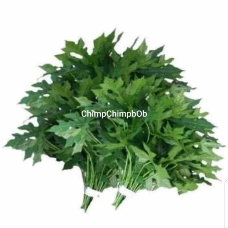 

DAUN PEPAYA SEGAR 500 GRAM / FRESH PAPAYA LEAF