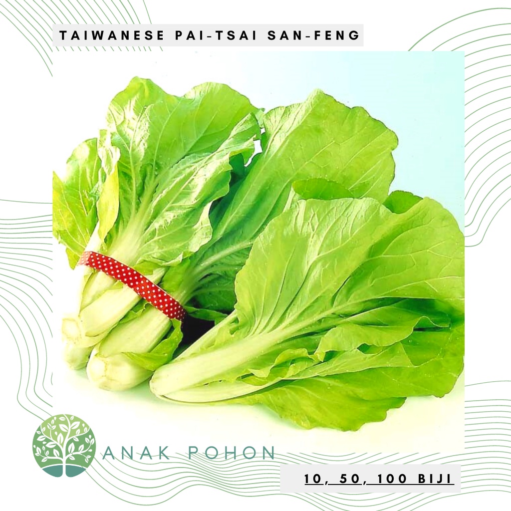 Benih Bibit Biji - Taiwanese Bok Choy Pai-Tsai SAN FENG Sawi Samhong King F1 Hibrida Seeds - Panen Dalam 21 Hari