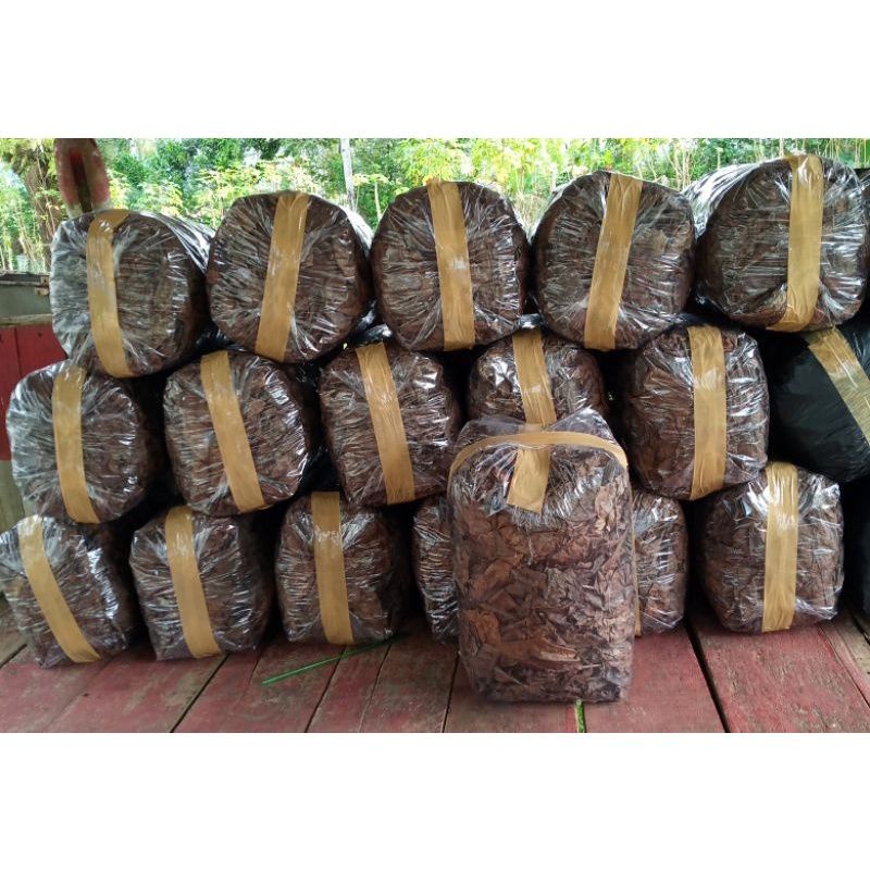 DAUN KETAPANG LAUT SUPER OLAHAN 5KG GARANSI