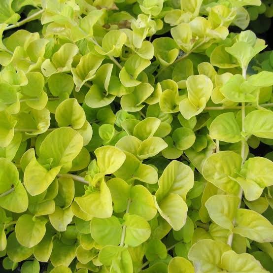 lysimachia yellow ( tanaman aquascape ) Tanaman Paludarium