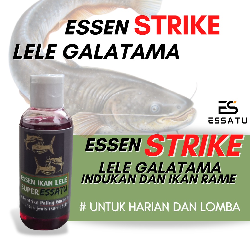 Essen Strike Ikan Lele Essatu Harian, Galatama dan Indukan