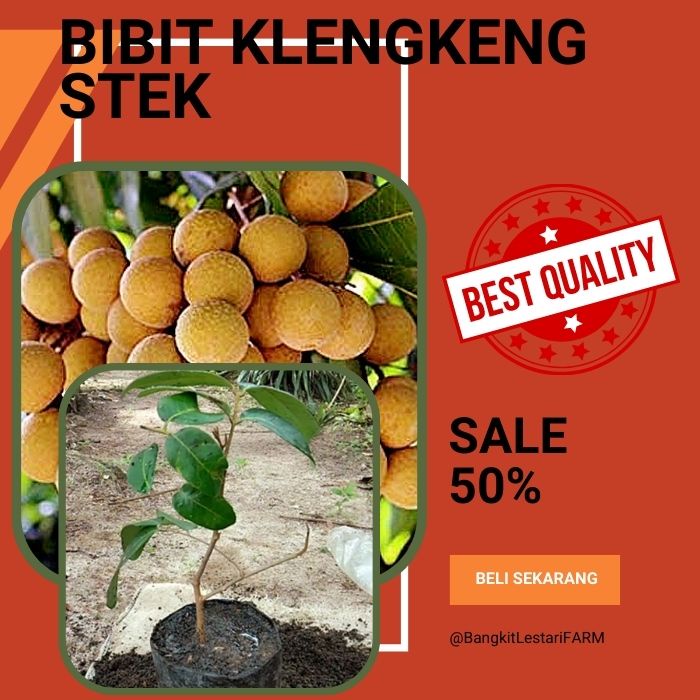 Bibit Kelengkeng Stek, ibit Kelengkeng Hasil Stek Okulasi Cepat Berbuah