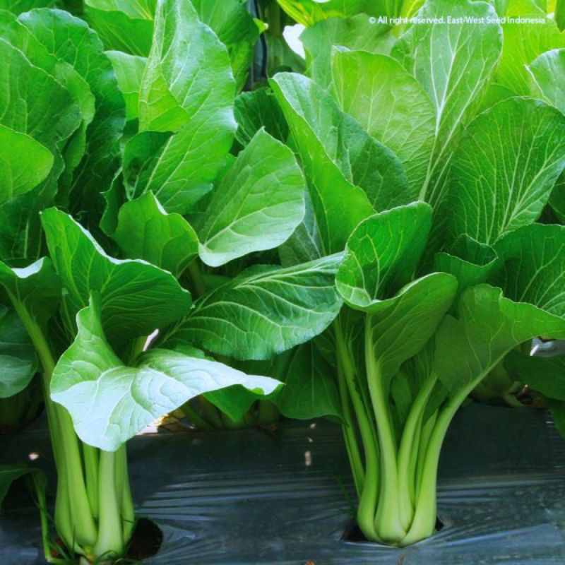 Benih/Bibit Murah Bibit Sawi Caisin Hidroponik Non Hidroponik