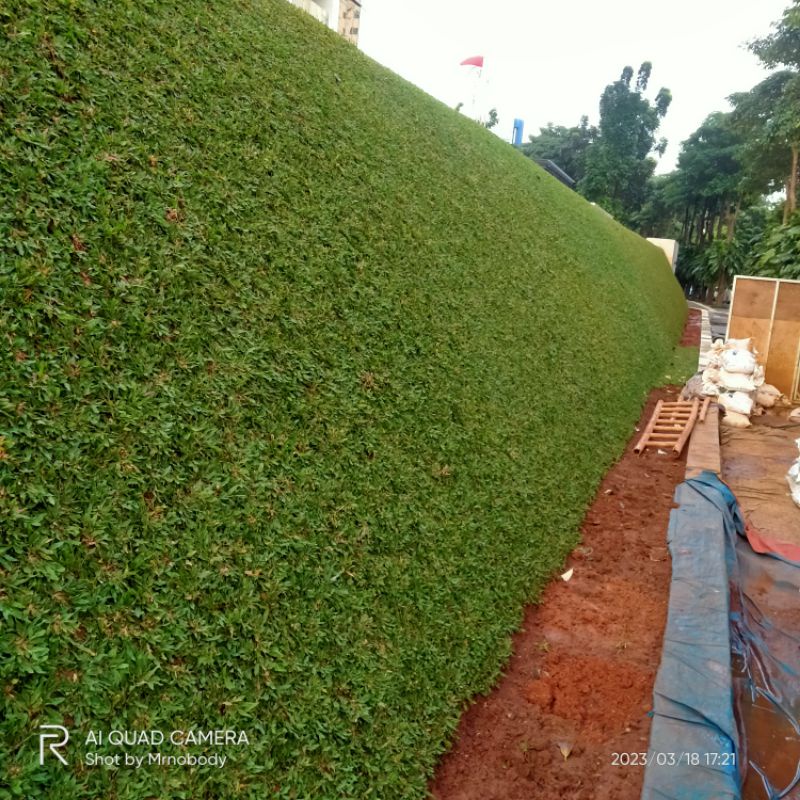 Rumput gajah mini dengan drainase - Gajah mini - rumput gajah mini