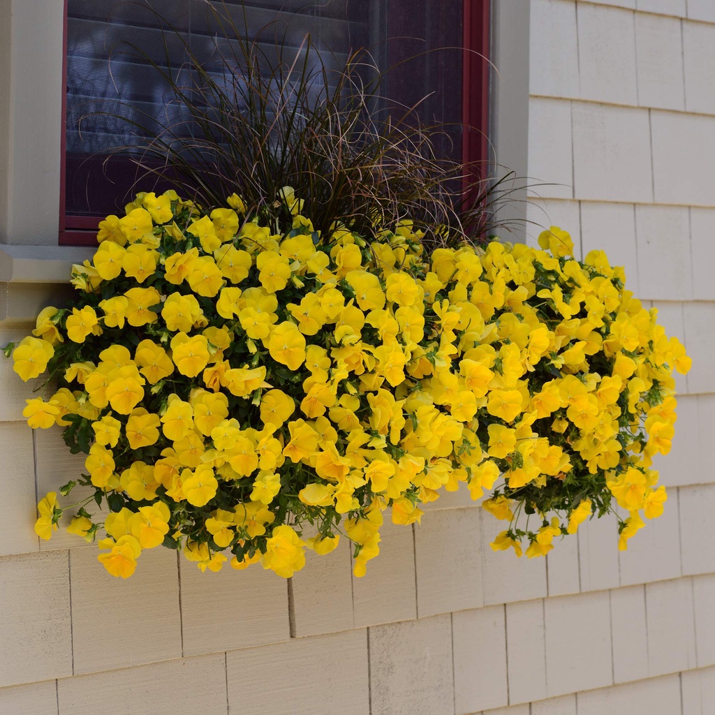 Benih Bibit Biji - Bunga Pansy Trailing Winter Flowering Cool Wave Golden Yellow Flower Seeds - IMPORT