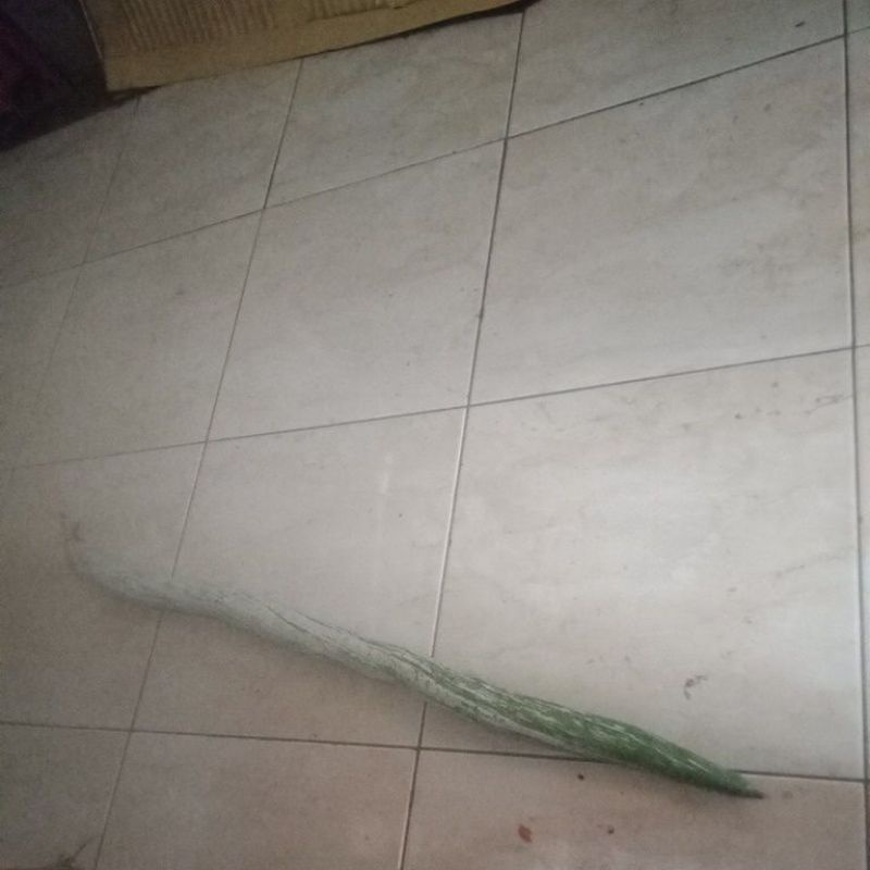

Buah pare welut per buah lonjong