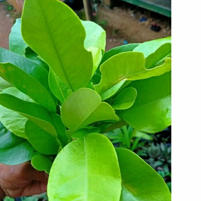 

DAUN JERUK BaLi/DAUN JERUK LEHANG MERIANG KHUSUS OBAT 100 GRAM