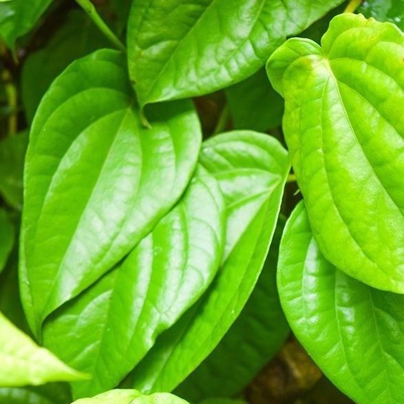 

Daun sirih segar langsung petik