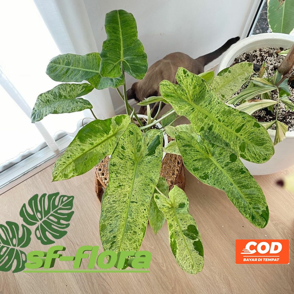 Philodendron Paraiso Verde-  Tanaman hias varaiso verde